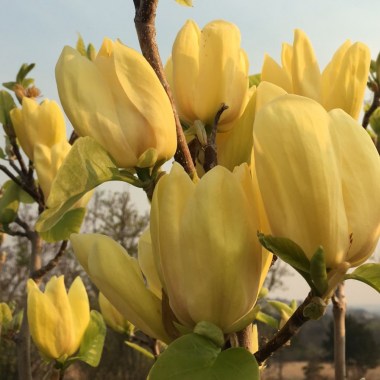 yellow bird magnolia 2017-04-11 closeup3